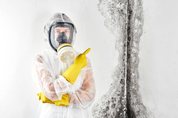 Biohazard Mold Removal in East Douglas, MA