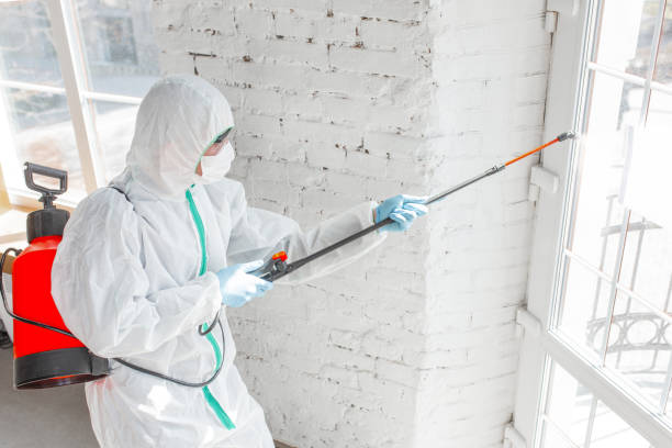 Professional Mold Removal & Remediation in East Douglas, MA